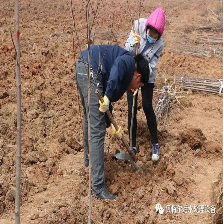 貝特環保開展“積極參加義務植樹，建設美麗貝特環保”活動